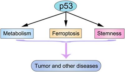 Editorial: Role of p53 in cell metabolism, ferroptosis, and stemness